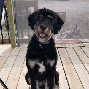 Meet your Posher, Bentley